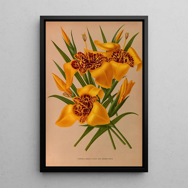 Tigridia conchiflora variété canariensis - Arentina Hendrica Arendsen — indrammet kunstværk på væggen