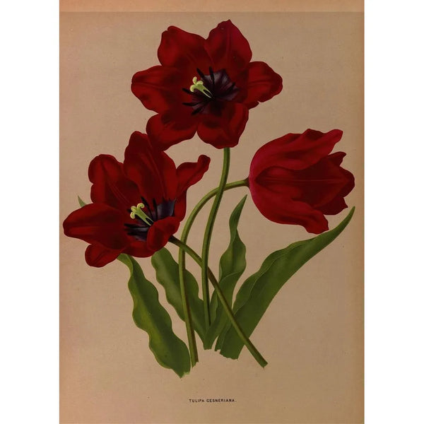 Tulipa gesneriana - Arentina Hendrica Arendsen — indrammet kunstværk på væggen