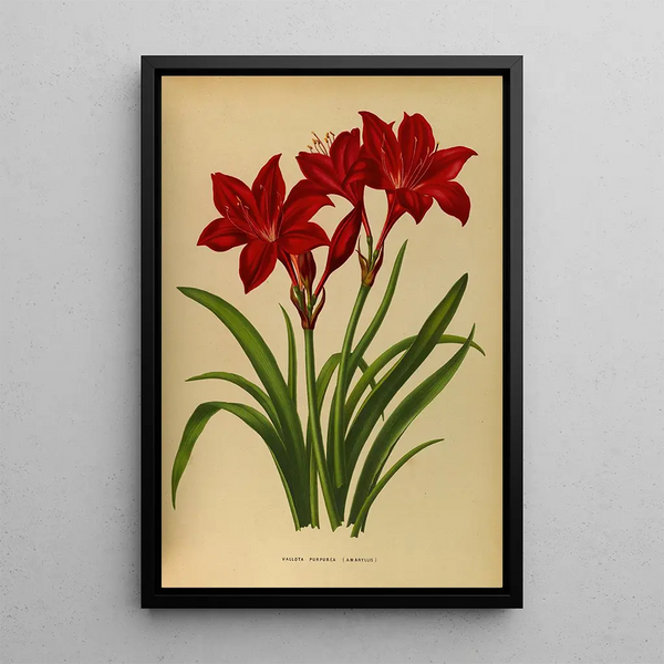 Reproduktion af maleriet Vallota fordybende amaryllis - Arentina Hendrica Arendsen