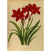 Reproduktion af maleriet Vallota fordybende amaryllis - Arentina Hendrica Arendsen
