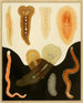 "Les polyclades du golfe de Naples et des zones maritimes adjacentes pl. 2" - Arnold Lang — visning af kunstværket