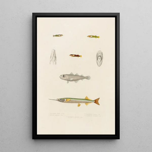 Hemiramphus Picarti Gadiculus argenteus Lepadogaster lineatus Lepadogaster maculatus Lepadogaster punctatus - Arthus Bertrand — indrammet kunstværk på væggen