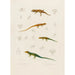 Stenodactylus Mauritanicus Lacerta perspicillata Eremias pardalis Lacerta perspicillata - Arthus Bertrand — visning af kunstværket