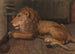 Løve på Artis Amsterdam - Auguste Allébé — visning af kunstværket