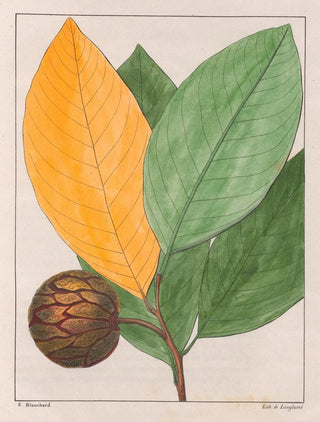 Auguste de SaintHilaire - Anona Sylvatica.webp