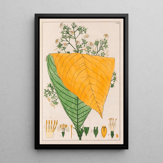 Auguste de SaintHilaire - B Exostema Australe A Exostema Cuspidatum.webp