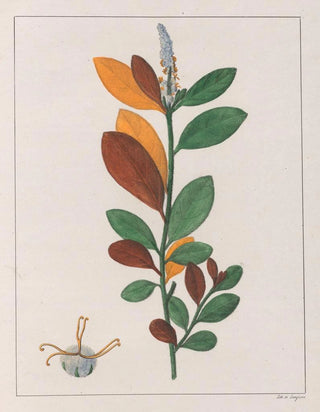 Auguste de SaintHilaire - Croton Campestris.webp