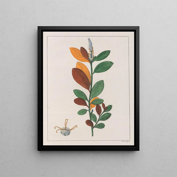 Croton campestris - Auguste de Saint-Hilaire — indrammet kunstværk på væggen
