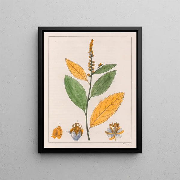 Croton perdicipes - Auguste de Saint-Hilaire — indrammet kunstværk på væggen