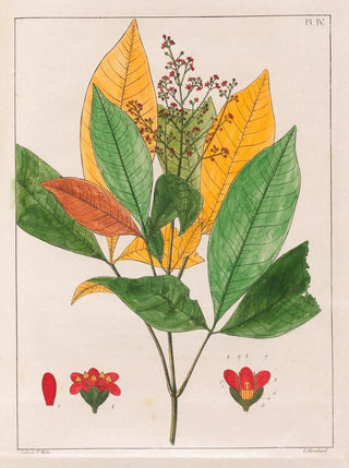 Auguste de SaintHilaire - Evodia Febrifuga.webp