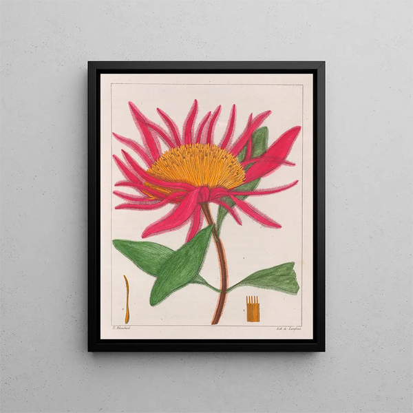 Gomphrena macrocephala - Auguste de Saint-Hilaire — indrammet kunstværk på væggen