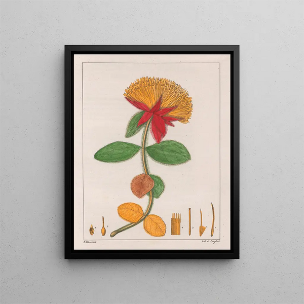 Gomphrena officinalis - Auguste de Saint-Hilaire — indrammet kunstværk på væggen