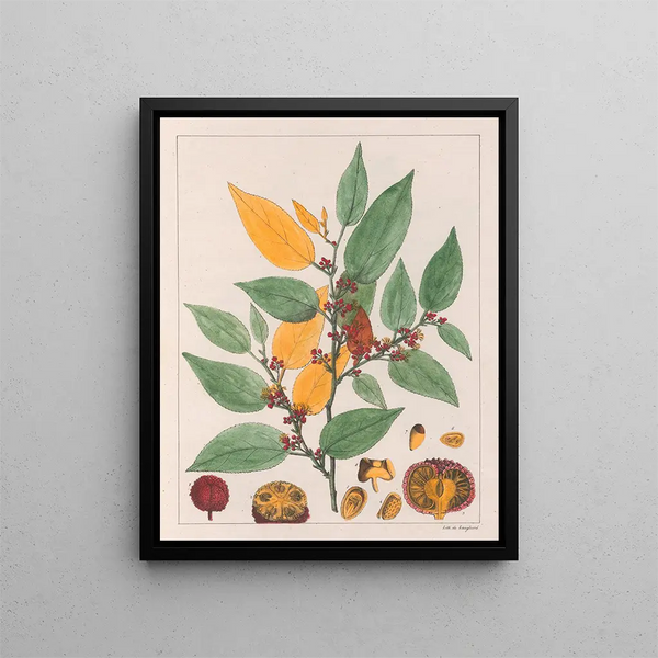 Guazuma ulmifolia - Auguste de Saint-Hilaire — indrammet kunstværk på væggen