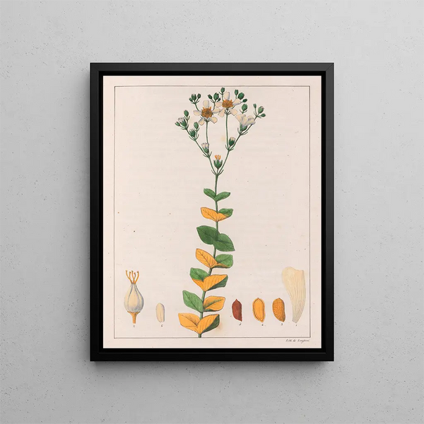 Hypericum connatus - Auguste de Saint-Hilaire — indrammet kunstværk på væggen