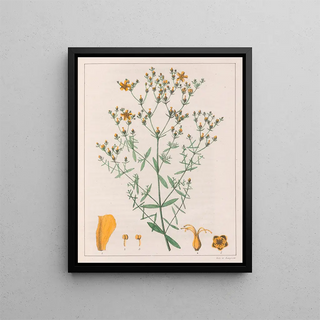 Auguste de SaintHilaire - Hypericum Laxiusculum.webp