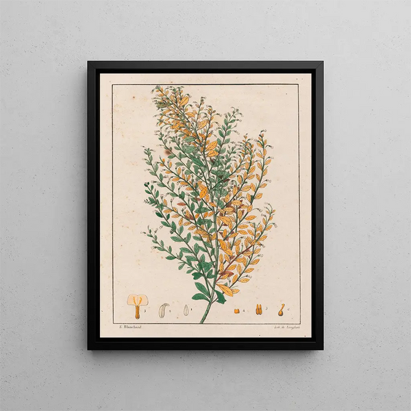 Ionidium parviflorum - Auguste de Saint-Hilaire — indrammet kunstværk på væggen