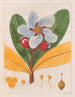 Kielmayera speciosa V.A. - Auguste de Saint-Hilaire — visning af kunstværket
