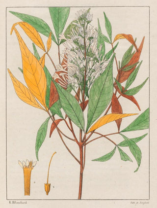 Auguste de SaintHilaire - Ticorea Febrifuga.webp