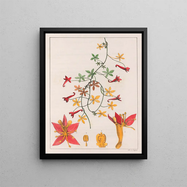 Tropaeolum pentaphyllum - Auguste de Saint-Hilaire — indrammet kunstværk på væggen
