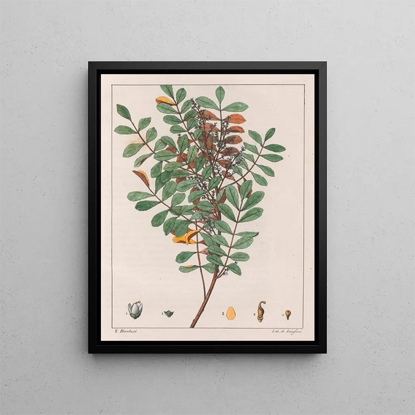Zanthoxylum hyemale - Auguste de Saint-Hilaire — indrammet kunstværk på væggen