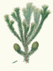 Araucaria brasiliana, pin fra Brasilien - Aylmer Bourke Lambert — visning af kunstværket