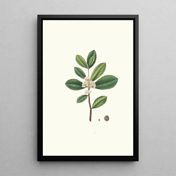 Reproduktion af maleriet af Ilex paraguariensis, miniature gren med hvide blomster - Aylmer Bourke Lambert