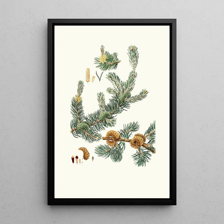 Aylmer Bourke Lambert - Pinus banksiana Labrador pine.webp