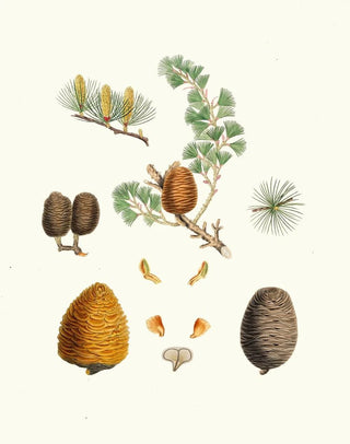 Aylmer Bourke Lambert - Pinus deodara Indian cedar.webp