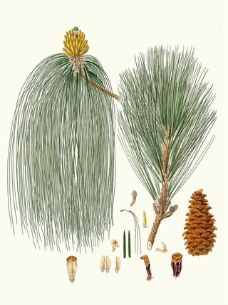 Aylmer Bourke Lambert - Pinus longifolia Longleaved Indian pine.webp
