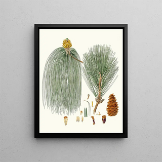 Aylmer Bourke Lambert - Pinus longifolia Longleaved Indian pine.webp