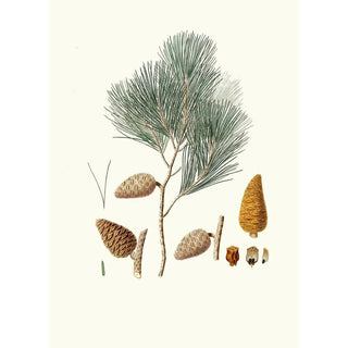 Aylmer Bourke Lambert - Pinus maritima Maritime pine.webp