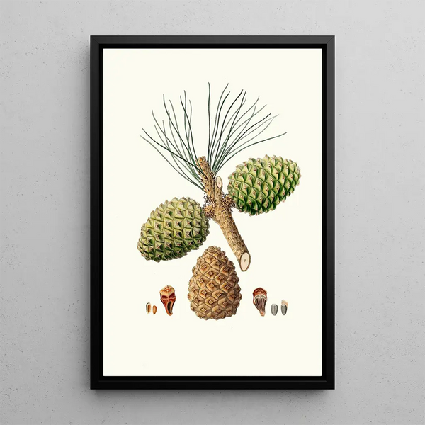 Reproduktion af maleriet Pinus pinea Pin parasol - Aylmer Bourke Lambert