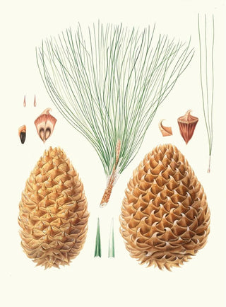 Aylmer Bourke Lambert - Pinus sabiniana Great pricklyconed pine Digger pine.webp