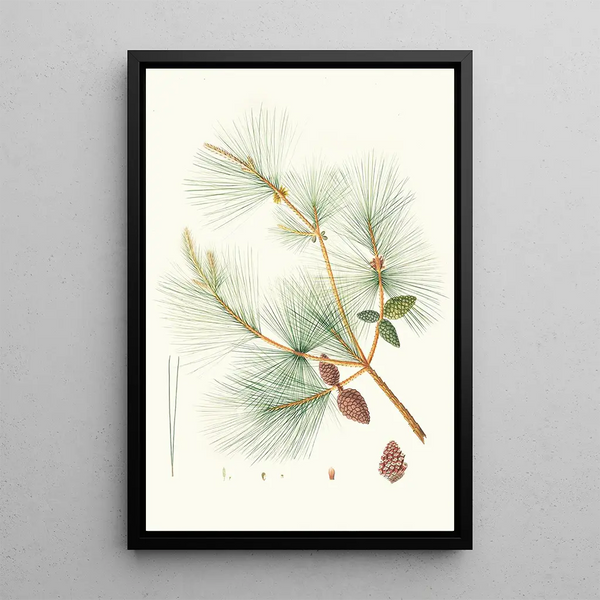Reproduktion af maleriet Pinus sinensis Pin kinesisk - Aylmer Bourke Lambert