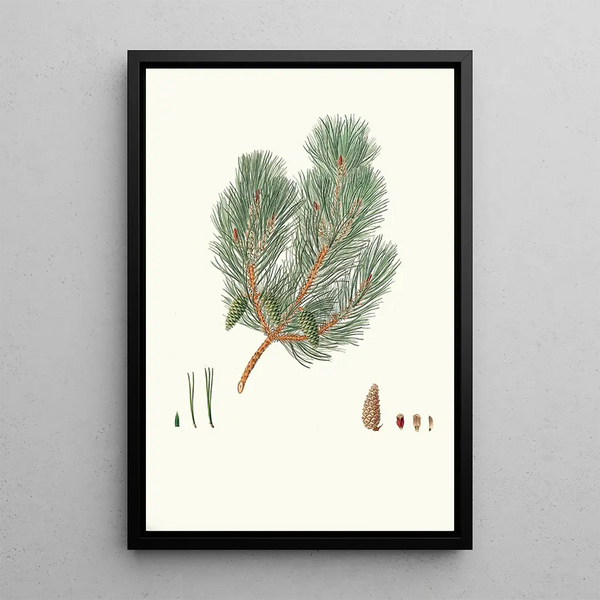 Reproduktion af maleriet Pinus variablilis Pin bâtard à feuilles variables - Aylmer Bourke Lambert