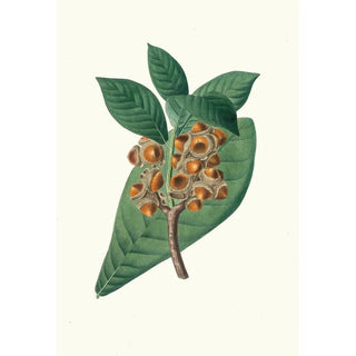 Aylmer Bourke Lambert - Quercus grandifolia Magnolialeaved oak.webp