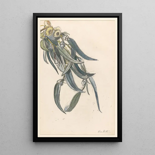 Barbara Elisabeth van Houten - Bloeiende tak van een eucalyptus.webp