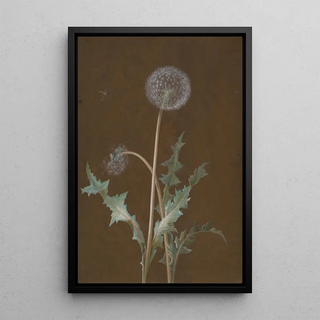 Barbara Regina Dietzsch - Dandelion.webp