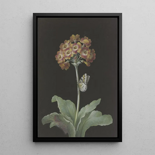 Barbara Regina Dietzsch - Orangerote Aurikel Primula auricula mit StachelbeerHarlekin und sich einspinnender Raupe.webp