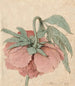 Pivoine - Barend Hendrik Thier — visning af kunstværket