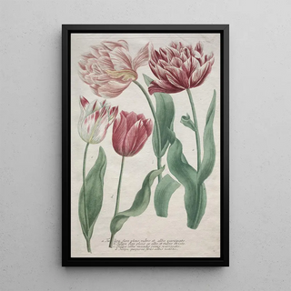 Bartholomaus Seutter - Tulips.webp