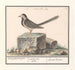 Bergeronnette grise Motacilla alba - Anselmus Botius de Boodt — visning af kunstværket