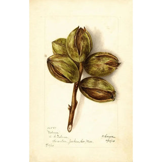 Bertha Heiges - Carya Delmas.webp