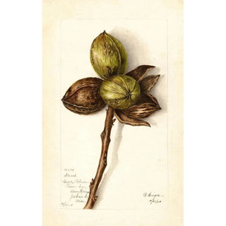 Bertha Heiges - Carya illinoinensis Stuart.webp