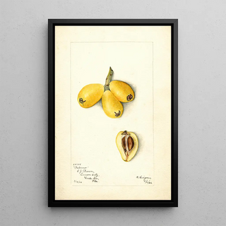 Bertha Heiges - Eriobotrya japonica Palermo.webp