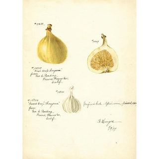 Bertha Heiges - Ficus Smyrna.webp
