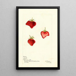 Bertha Heiges - Fragaria Meeks.webp