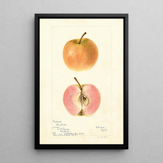 Bertha Heiges - Malus domestica Surprise.webp