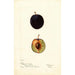Reproduktion af maleriet Prunus domestica Coeur de Boeuf - Bertha Heiges