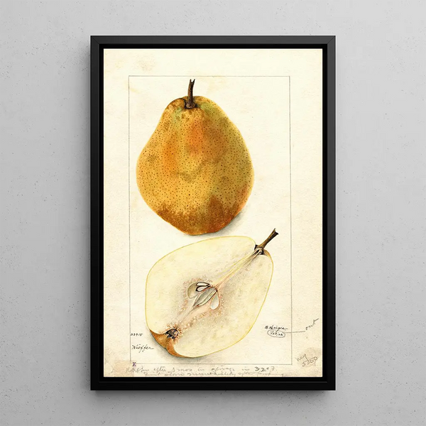 Reproduktion af maleriet Pyrus communis Kieffer - Bertha Heiges